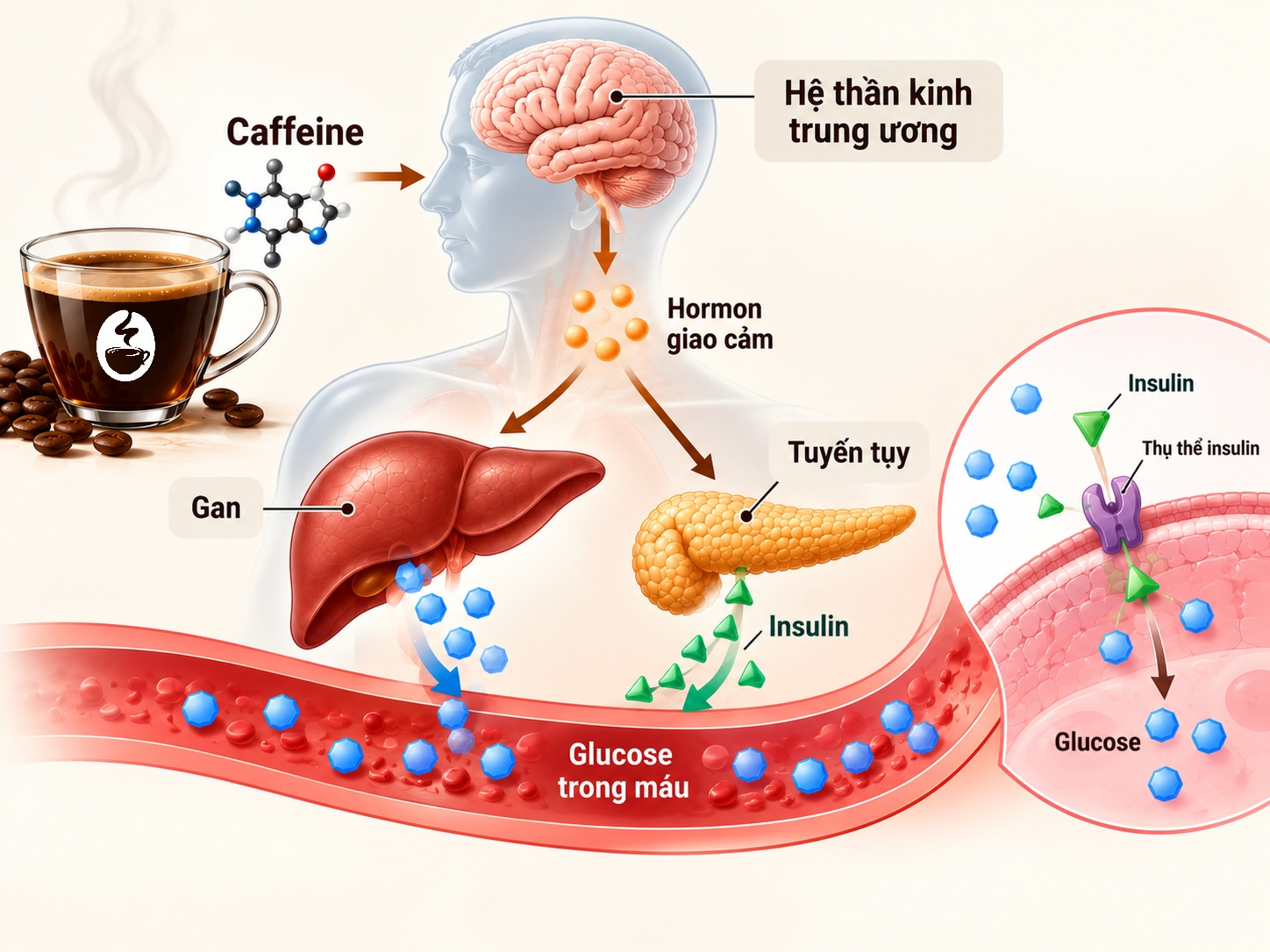 Tác động của Caffeine có thể làm giảm độ nhạy insulin tạm thời ở một số điều kiện nghiên cứu