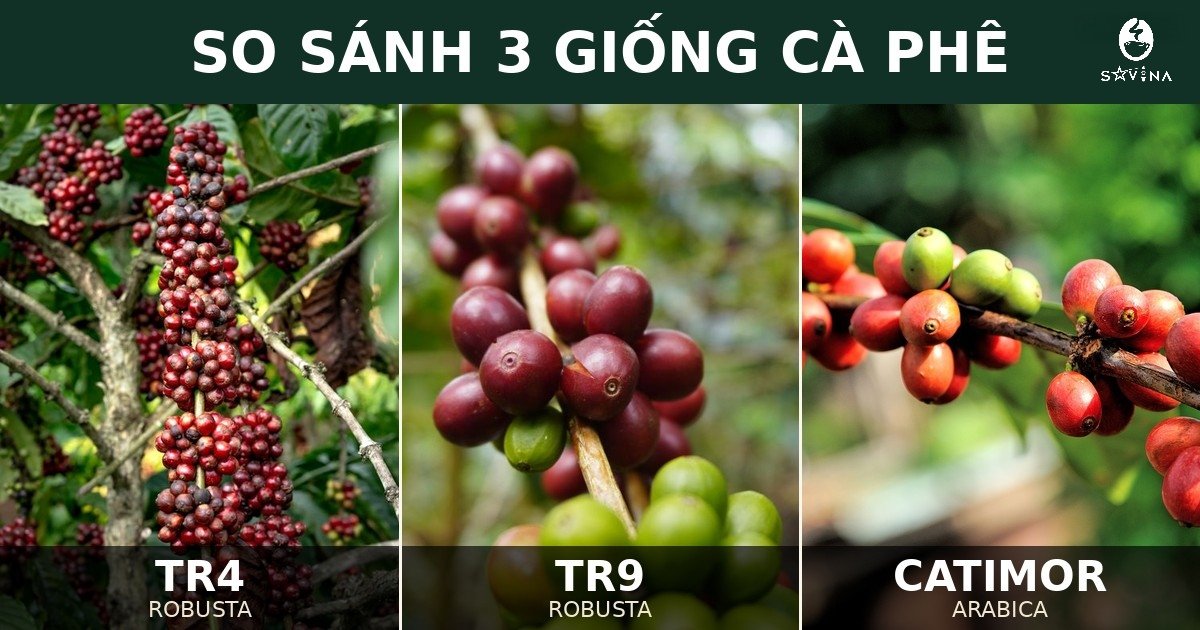 SO SÁNH 3 GIỐNG CÀ PHÊ TR4, TR9 VÀ CATIMOR