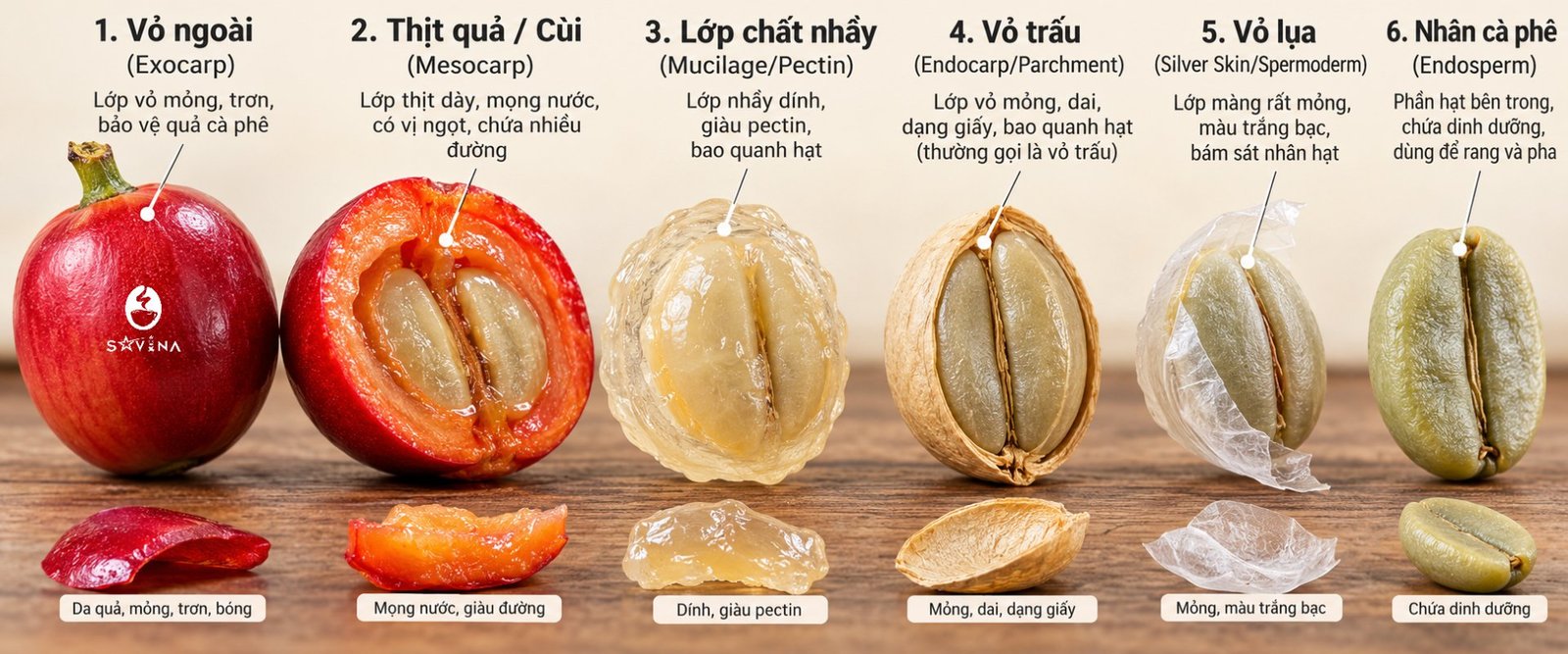 Cấu tạo cắt lớp quả cà phê