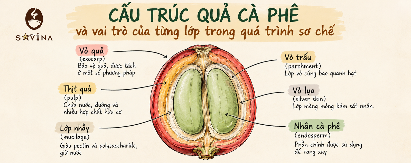 cau-truc-qua-ca-phe-trong-so-che