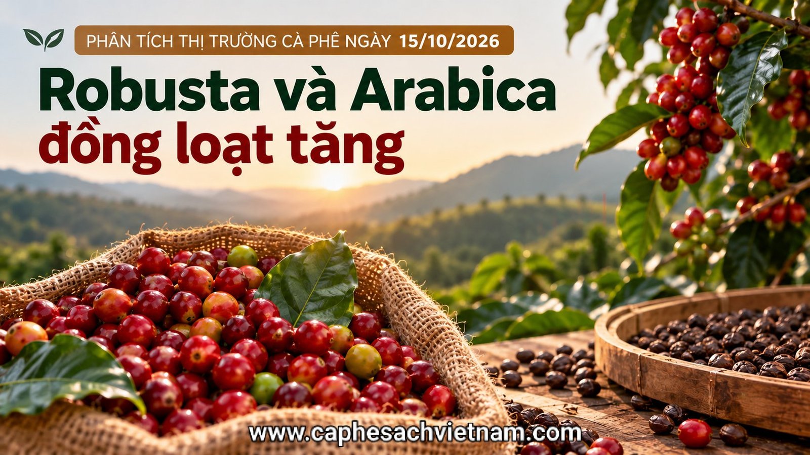 Phân tích thị trường cà phê 15/10/2026