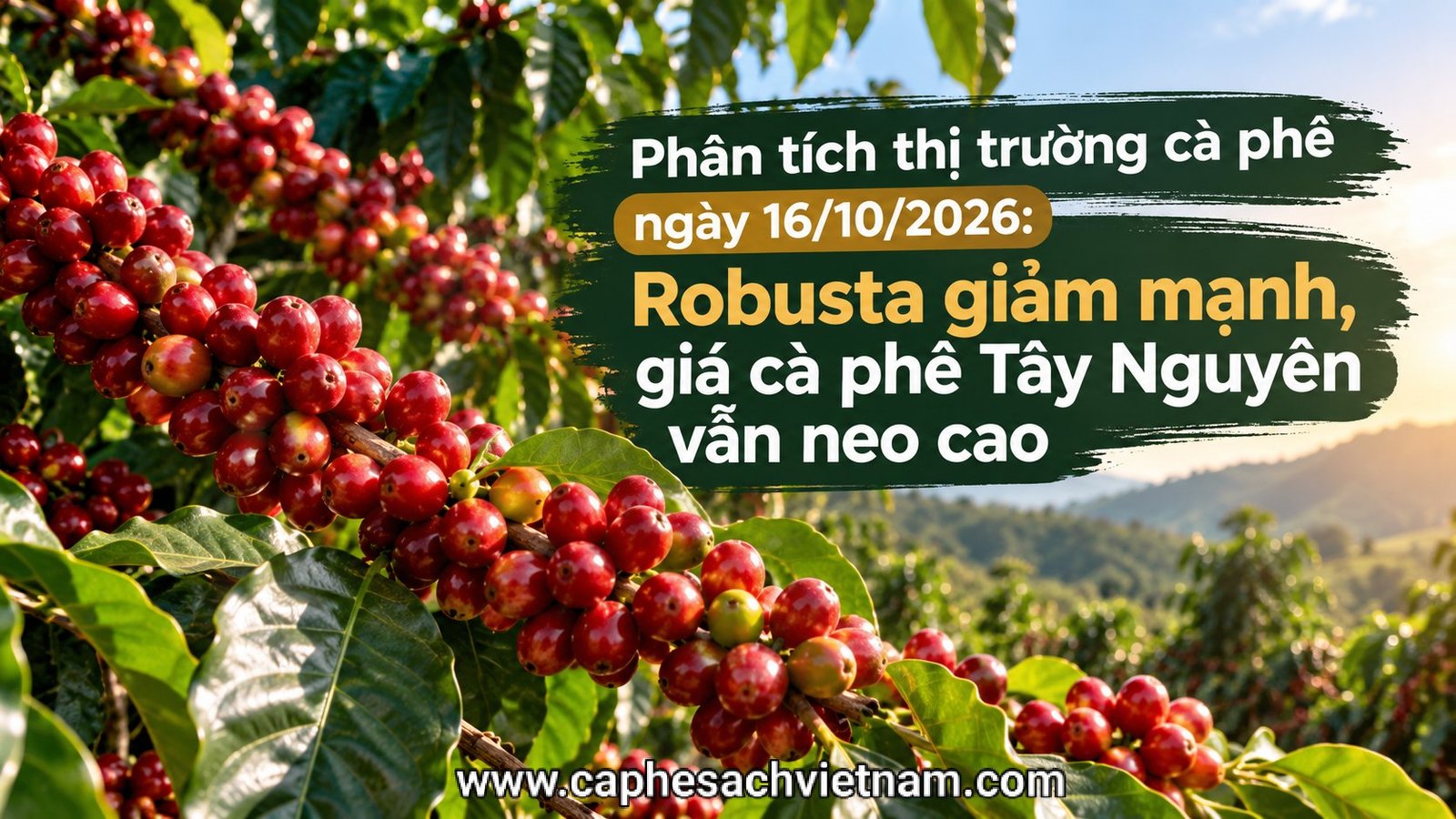 Phân tích thị trường cà phê 16/10/2026