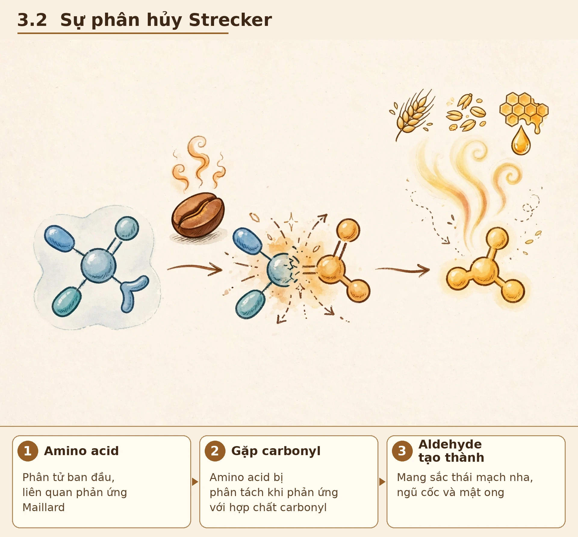 Pyrazine và các hợp chất dị vòng Hạt rang ở dưới, nhiều phân tử dạng vòng bay lên theo làn hương, thể hiện hương chocolate là tổng hoà của nhiều nhóm hợp chất, không phải một phân tử đơn lẻ. Lưu ý: ảnh này là sơ đồ tượng trưng, không phải công thức cấu tạo chính xác của pyrazine.