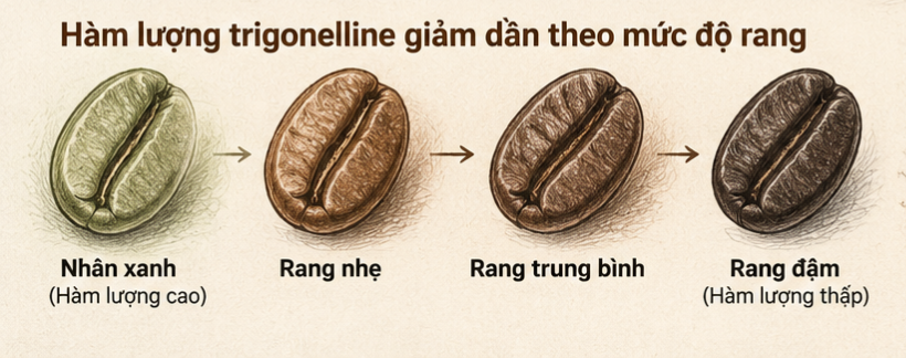 Hàm lượng trigonelline thay đổi theo loài, giống, điều kiện canh tác, độ trưởng thành của quả và phương pháp phân tích